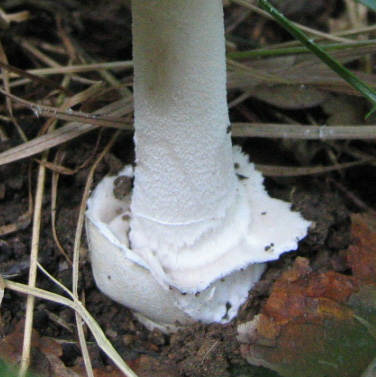 Quale ...Amanita !!!